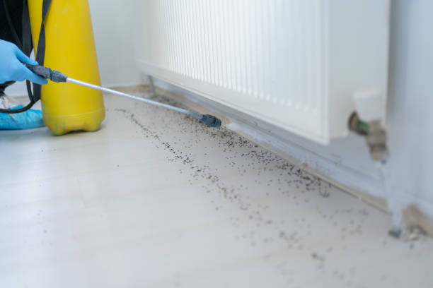 Best Termite Control Services  in Allendale, MI