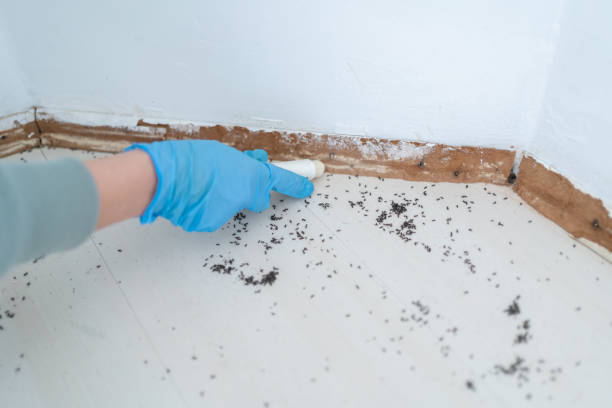 Best Local Pest Control Services  in Allendale, MI